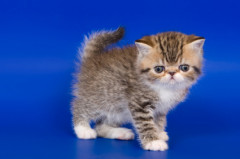 photo of Exotic Shorthair Cat