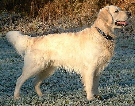 photo of golden retriever