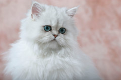 photo of a Persian Cat