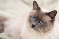 photo of Ragdoll Cat