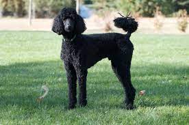 photo of a black Poodle