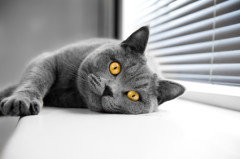 photo of British Shorthair cat