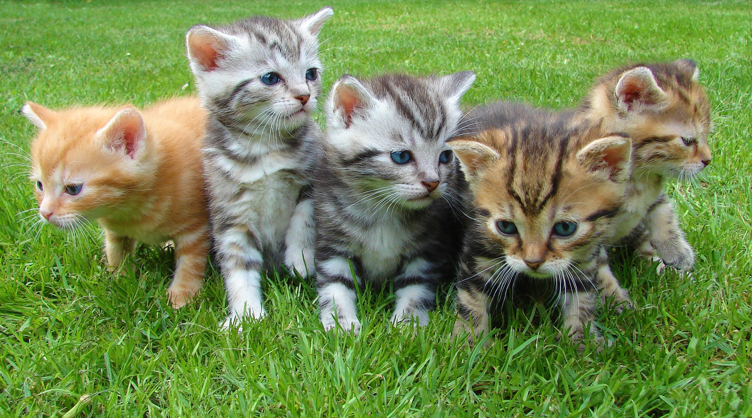 five cats sitting together in the grass
