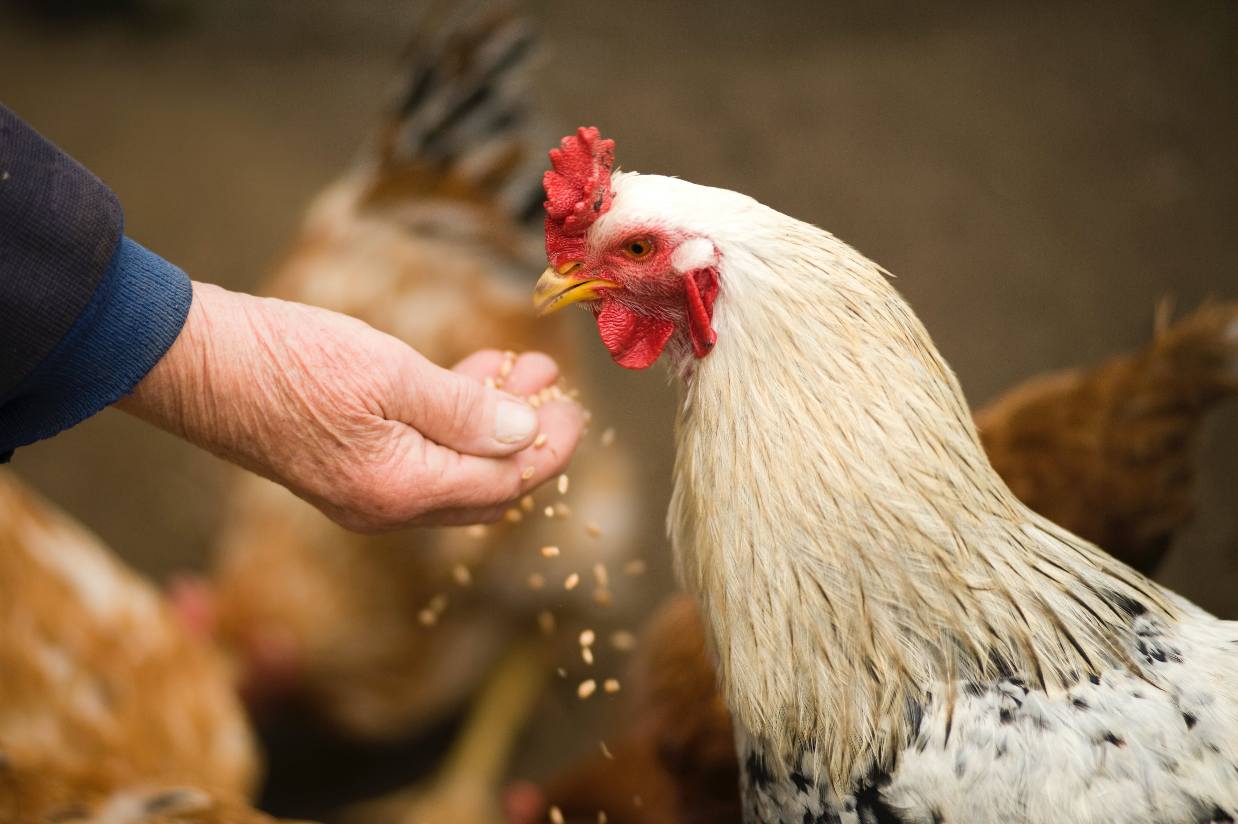 top half of a chicken eating out of an adult's hand