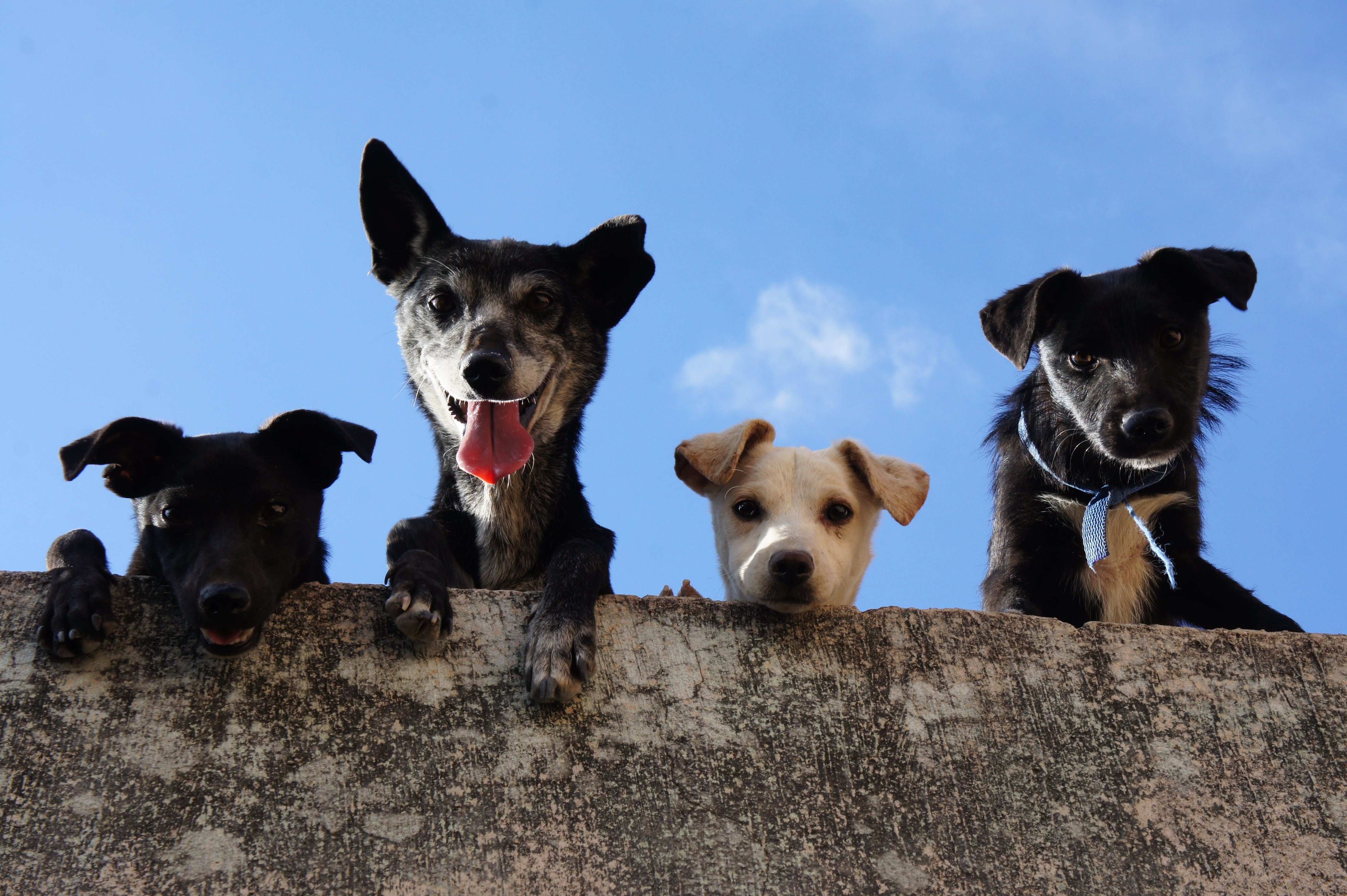 four dogs looking over a wall with blue sky in the background