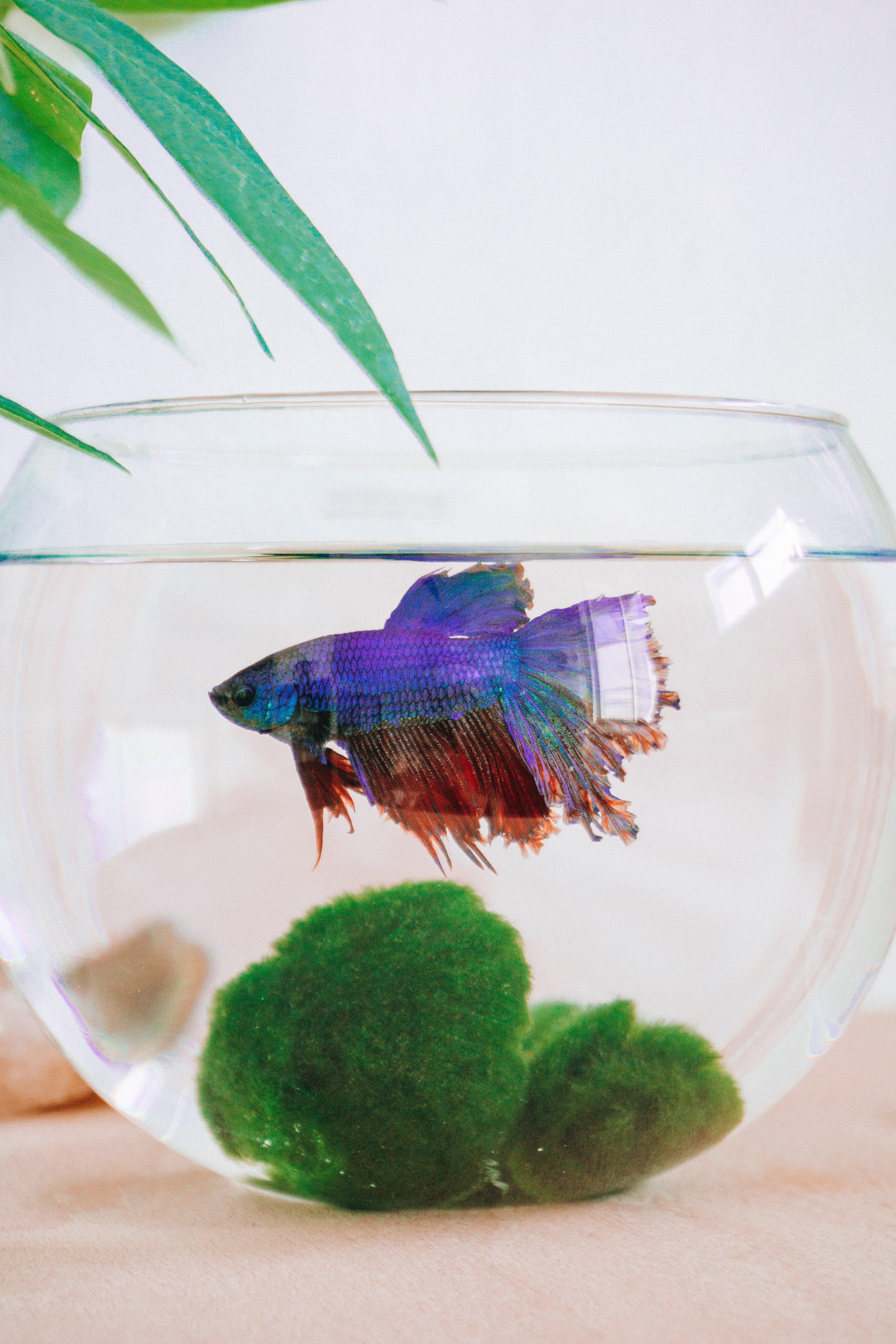 clear fishbowl sitting on a table with a blue and purple multicolored fish inside and some green in the bottom of the bowl