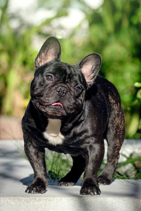 photo of black french bulldog