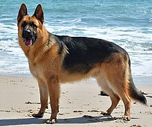 photo of German Shepherd standing on a beach with ocean in the background