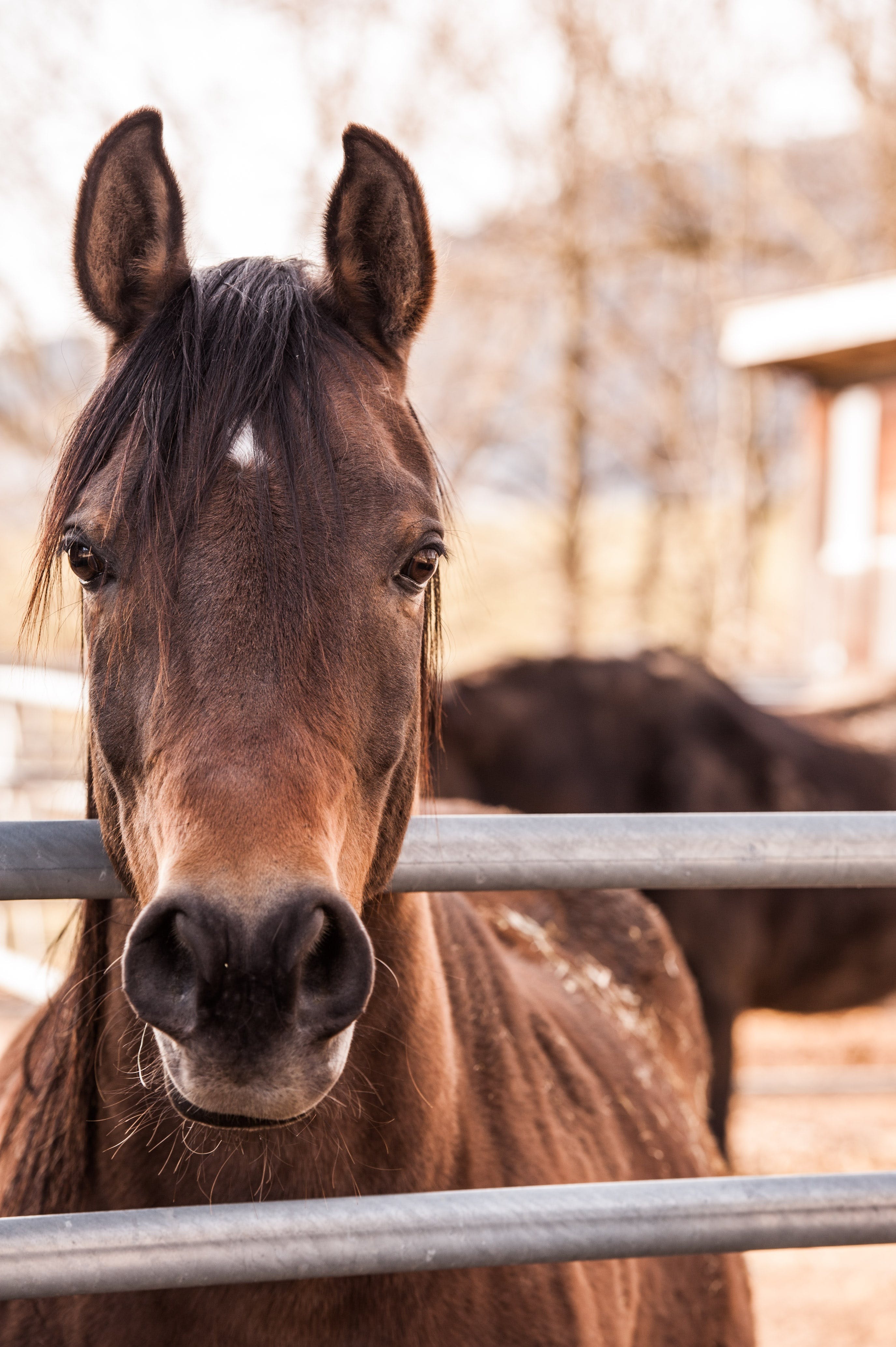 face of a brown horse looking over a fence