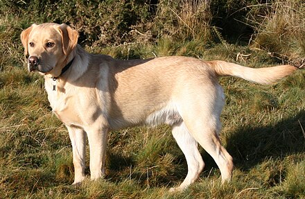 photo of yellow labrador retriever