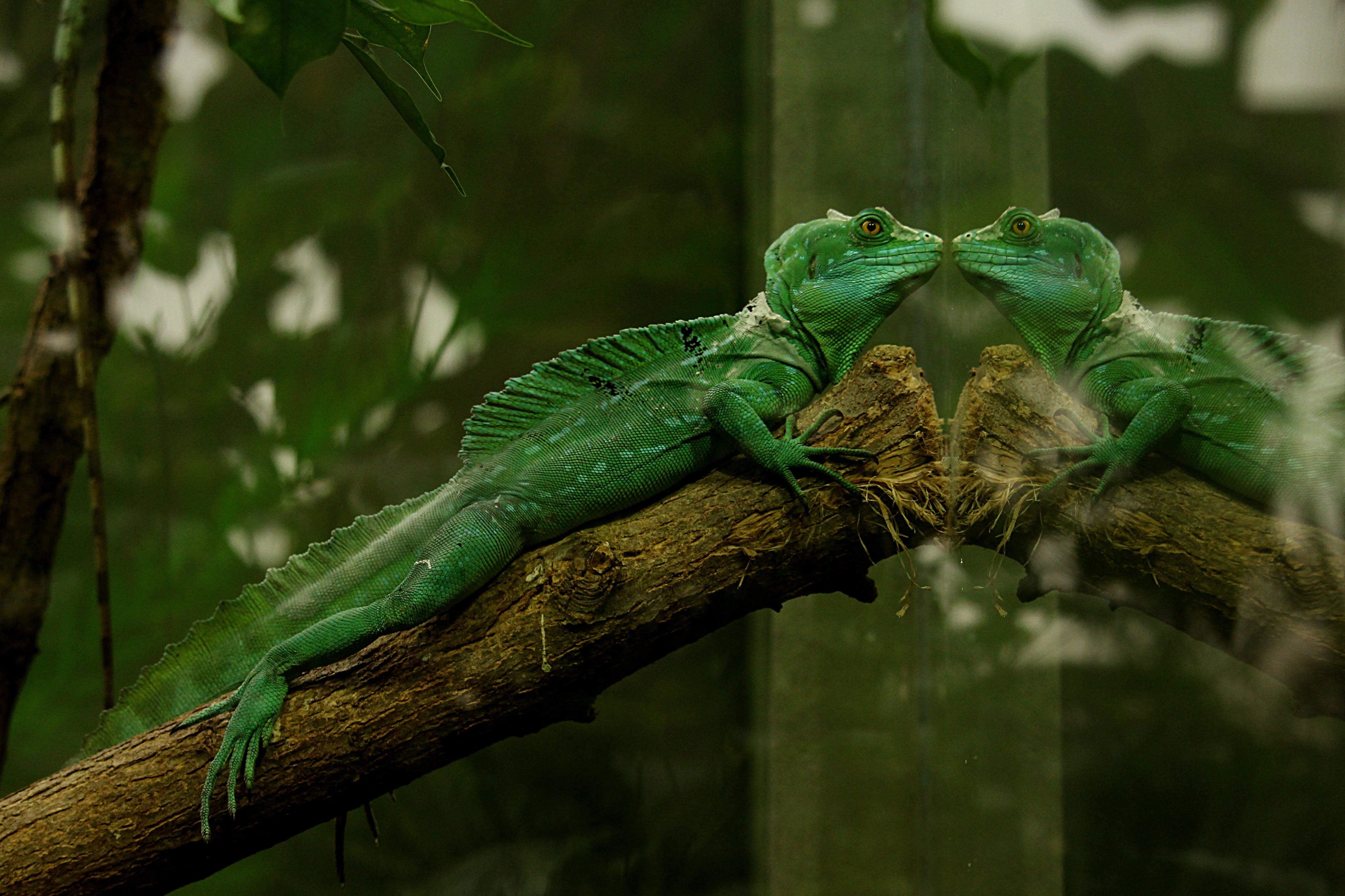 green lizard sitting on a small branch looking out of glass wall