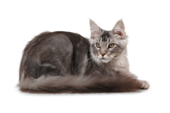 photo of a Maine Coon Cat