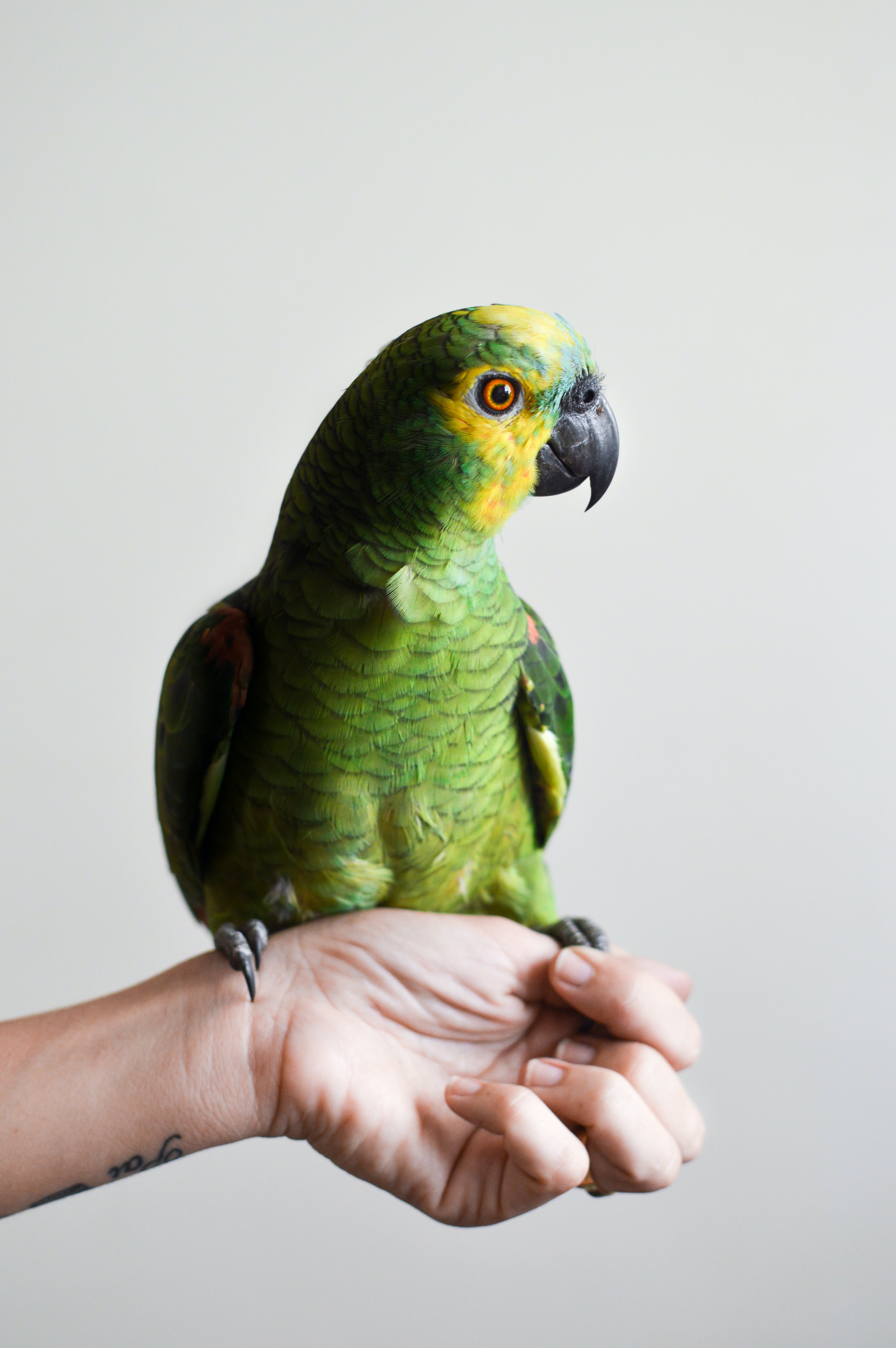 small green parrot sitting on a persons wrist