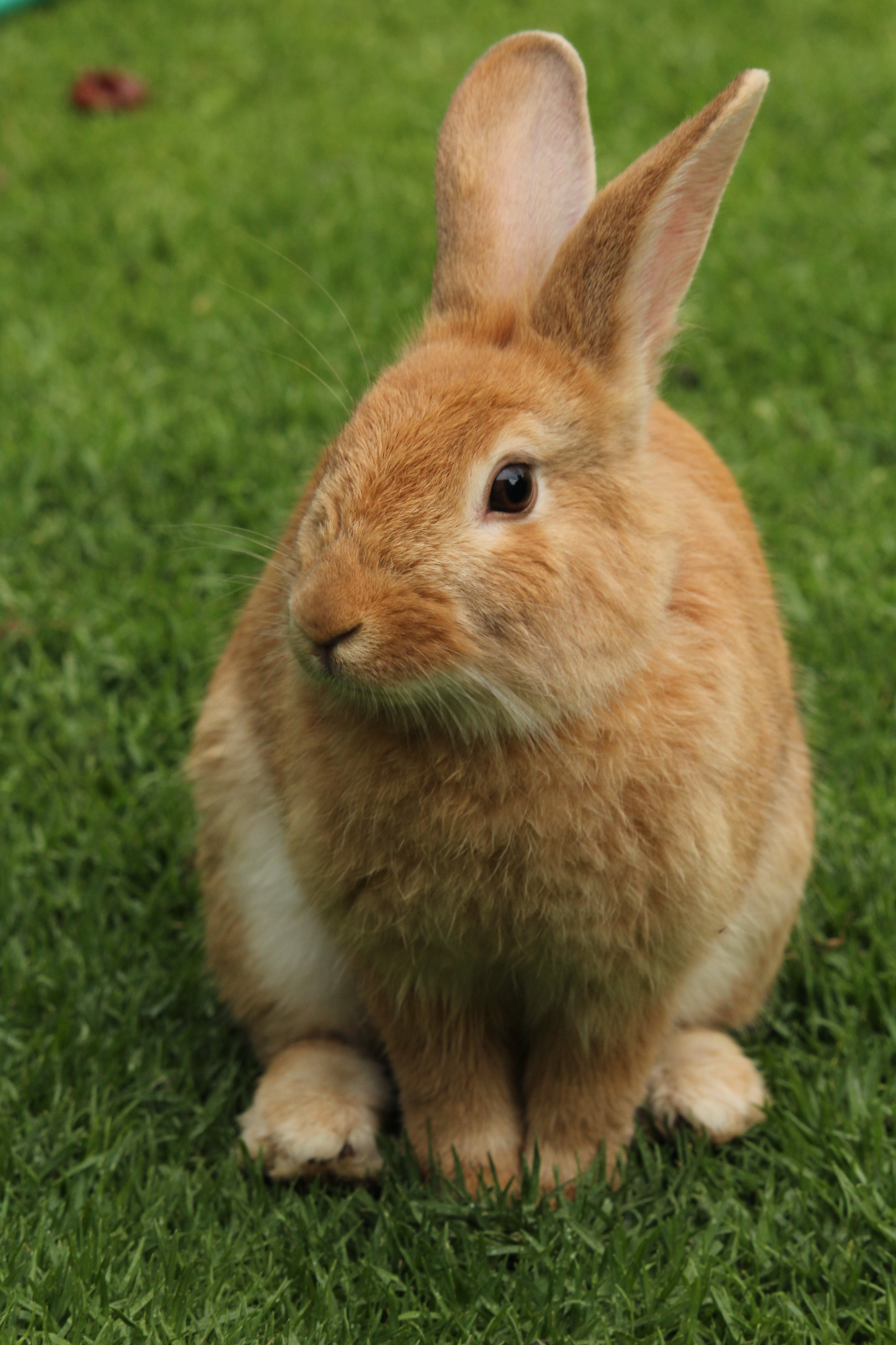 orange rabbit sitting in the grass